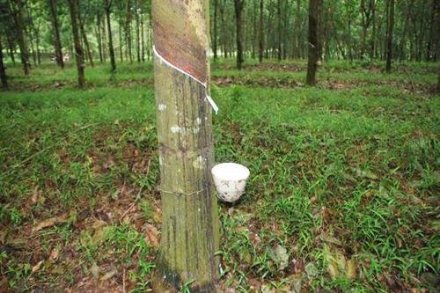 天然橡膠生膠縐片機對物料產(chǎn)生輥壓、剪切，從而使物料壓薄、表面起皺